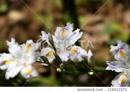 Iris japonica flowers blooming under trees in the mountains Iris japonica flowers blooming under trees in the mountains 128412875