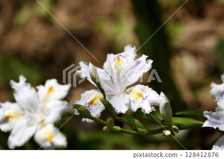 Iris japonica flowers blooming under trees in the mountains Iris japonica flowers blooming under trees in the mountains 128412876