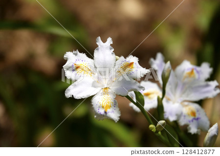 Iris japonica flowers blooming under trees in the mountains Iris japonica flowers blooming under trees in the mountains 128412877