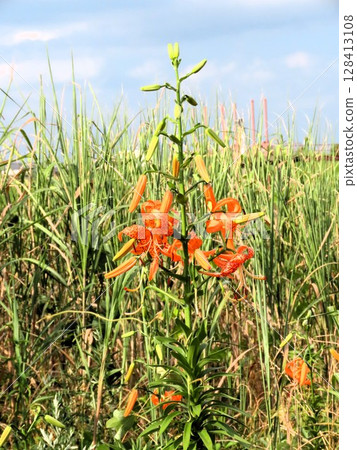 Bulb flowers: Lily flowers: Tiger lilies & reeds: In the thickets of the Milky Way riverbed Bulb flowers: Lily flowers: Tiger lilies & reeds: In the thickets of the Milky Way riverbed 128413108