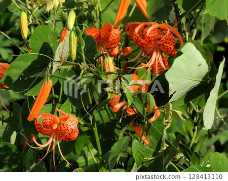 Bulb flowers: Lily flowers: Tiger lilies & kudzu leaves: In the thickets of the Milky Way riverbed Bulb flowers: Lily flowers: Tiger lilies & kudzu leaves: In the thickets of the Milky Way riverbed 128413110