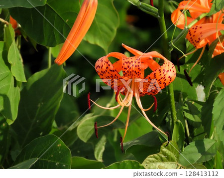 Bulb flowers: Lily flowers: Tiger lilies & kudzu leaves: In the thickets of the Milky Way riverbed Bulb flowers: Lily flowers: Tiger lilies & kudzu leaves: In the thickets of the Milky Way riverbed 128413112