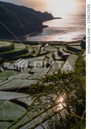 （佐賀縣）浜野浦梯田的夜景 128413488