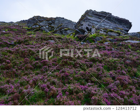 Landscape on coomloughra horseshoe hiking trail showcasing flowering heather and rock formations in County Kerry, Ireland. Landscape on coomloughra horseshoe hiking trail showcasing flowering heather and rock formations in County Kerry, Ireland. 128413712