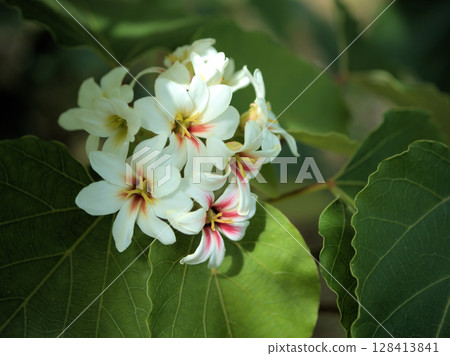 六月盛開的烏桕樹的白色花朵令人驚奇的可愛 128413841