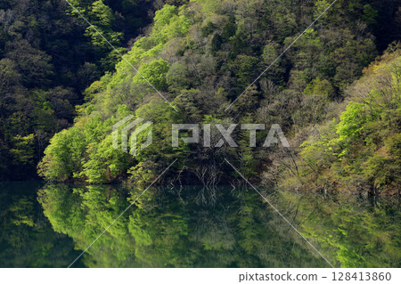 湖面上倒映著新鮮的綠葉 128413860