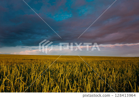 Green Field Under Dynamic Skies at Dusk in Rural Landscape Wheat field contrasts with dramatic sunset clouds at dusk, showcasing nature's beauty and serenity. 128413964