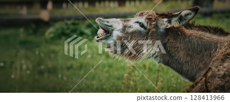 Donkey Making Unique Face in Green Pasture Atmosphere Donkey Making Unique Face in Green Pasture Atmosphere 128413966