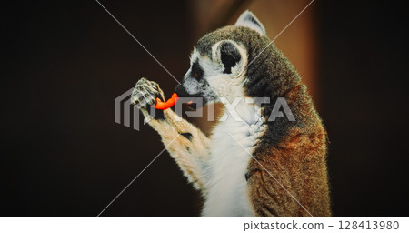Curious lemur holding a snack carrot in its hand Curious lemur holding a snack carrot in its hand 128413980