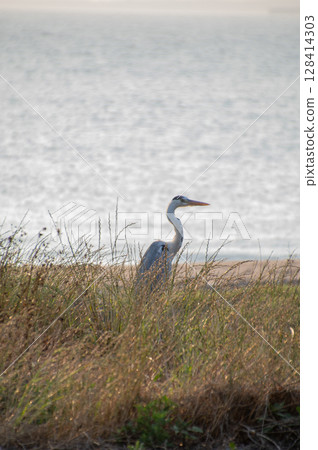 A grey heron waiting for prey in the thickets 128414303