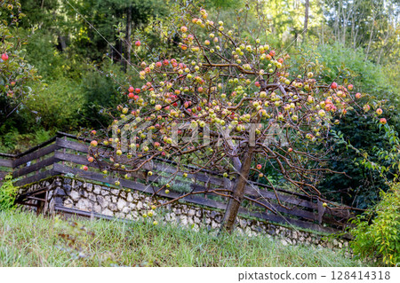 Apple tree with red and yellow apples 128414318