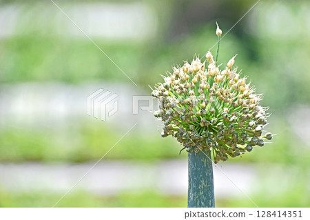 Negibo Biz 128414351