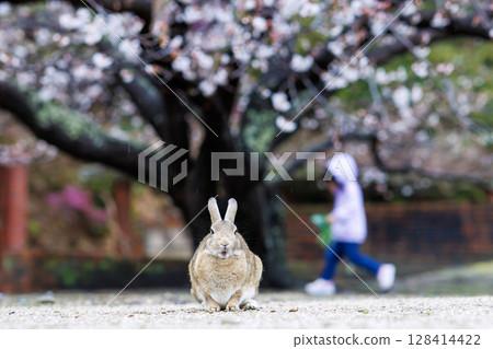 Rabbit of Okunojima 128414422