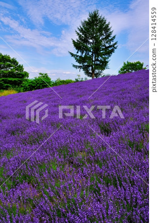Scenery of the Horomitoge Lavender Garden (Chuo-ku, Sapporo, Hokkaido) 128414559