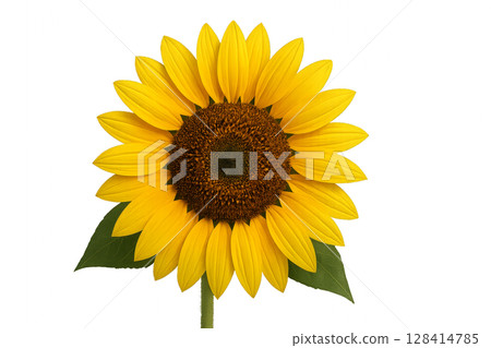Bright Sunflower Blooming With Vibrant Yellow Petals and a Rich Brown Center 128414785