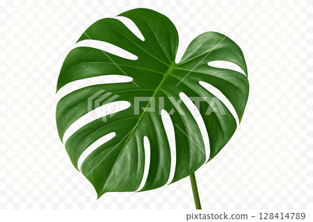 Large Green Monstera Leaf With Distinctive Cutouts Ideal for Tropical Decoration 128414789