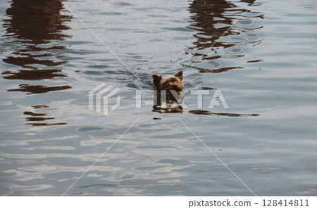 A small, cute Yorkshire Terrier is swimming in calm water, with only its head visible above the surface. 128414811