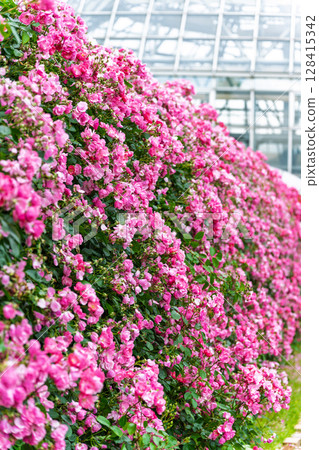 玫瑰花隧道風景（小蒼蘭） 阿蘇市玫瑰園花遊 128415342