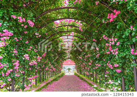 玫瑰花隧道風景(小蒼蘭) 阿蘇市玫瑰園花遊 玫瑰花隧道風景(小蒼蘭) 阿蘇市玫瑰園花遊 128415343