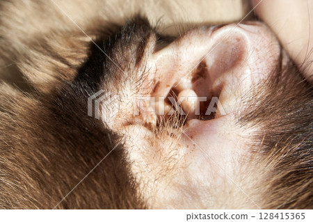 Close-up of a monkey's ear showing detailed fur and skin texture 128415365