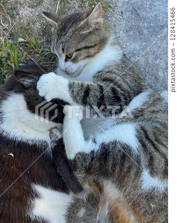 cats hugging playing together nice 128415466