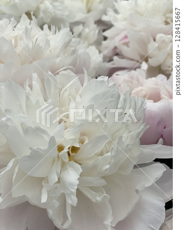 White peonies in full bloom form a delicate and lush floral background White peonies in full bloom form a delicate and lush floral background 128415667
