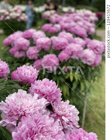 Pink peonies blooming in a garden setting with vibrant green foliage in the background 128415672
