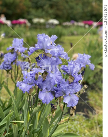 Purple irises blooming in a garden with green leaves, suitable for floral background Purple irises blooming in a garden with green leaves, suitable for floral background 128415673