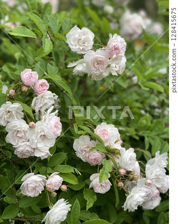 Pink and white roses blooming on lush green bush in a garden setting 128415675