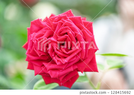 Rose flower close-up (rose) Rose Garden Hanaasobi, Aso City 128415692