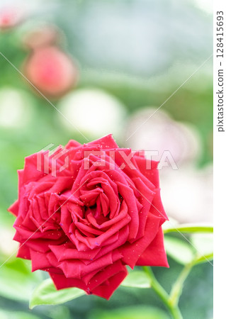 Rose flower close-up (rose) Rose Garden Hanaasobi, Aso City 128415693