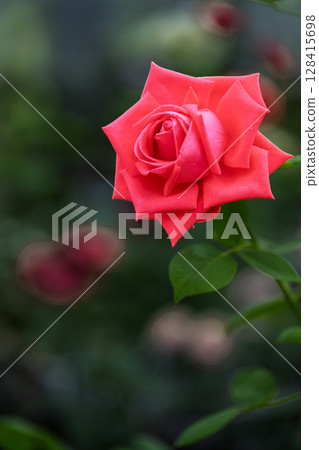 玫瑰花特寫（玫瑰）阿蘇市玫瑰園花遊 128415698