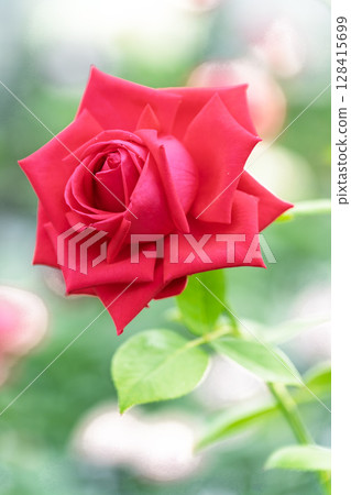 玫瑰花特寫(玫瑰)阿蘇市玫瑰園花遊 玫瑰花特寫(玫瑰)阿蘇市玫瑰園花遊 128415699