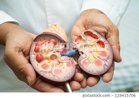 Kidney disease, Chronic kidney disease ckd, Doctor hold human model to treat and study in hospital. 128415706