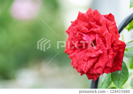 玫瑰花特寫（玫瑰）阿蘇市玫瑰園花遊 128415880