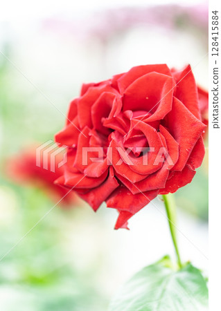 Rose flower close-up (rose) Rose Garden Hanaasobi, Aso City Rose flower close-up (rose) Rose Garden Hanaasobi, Aso City 128415884