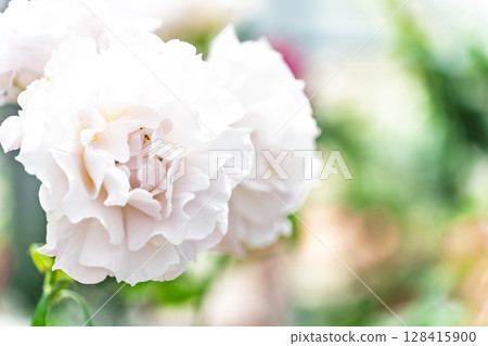 玫瑰花特寫（玫瑰）阿蘇市玫瑰園花遊 128415900