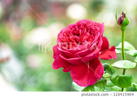 Rose flower close-up (rose) Rose Garden Hanaasobi, Aso City 128415904