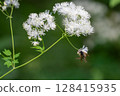 White flowers and bees 128415935