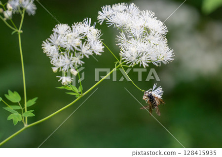 White flowers and bees 128415935