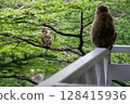 Parent and child of monkey 128415936