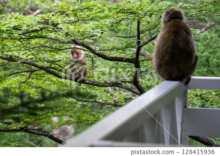 Parent and child of monkey Parent and child of monkey 128415936
