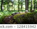 Moss growing on a mossy tree trunk 128415942