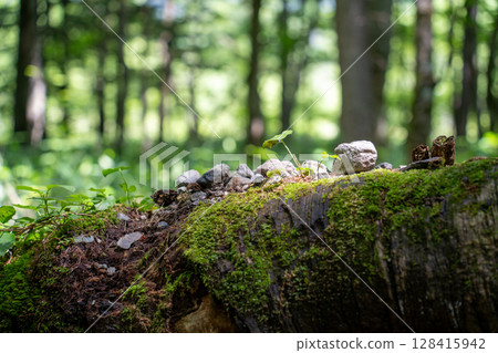 Moss growing on a mossy tree trunk 128415942