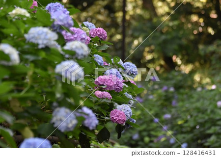 Hydrangea flower Hydrangea flower 128416431