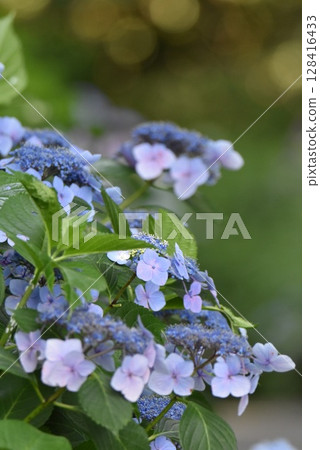 Gaku hydrangea Gaku hydrangea 128416433