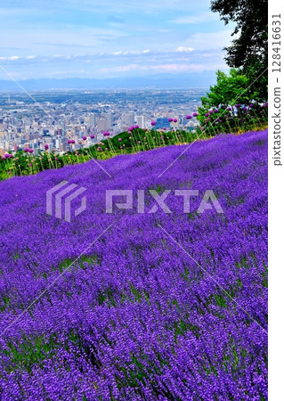 Scenery of the Horomitoge Lavender Garden (Chuo-ku, Sapporo, Hokkaido) Scenery of the Horomitoge Lavender Garden (Chuo-ku, Sapporo, Hokkaido) 128416631