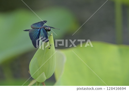Butterfly dragonfly perching on a lotus bud 128416694