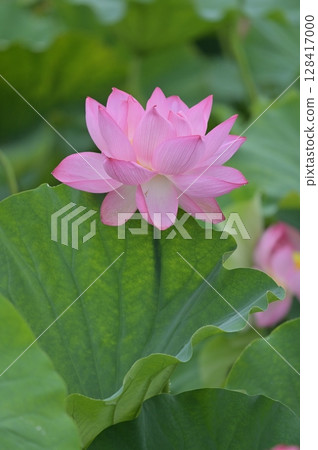 Landscape with lotus flowers 128417000