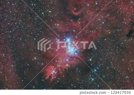 聖誕樹群 聖誕樹群 128417030